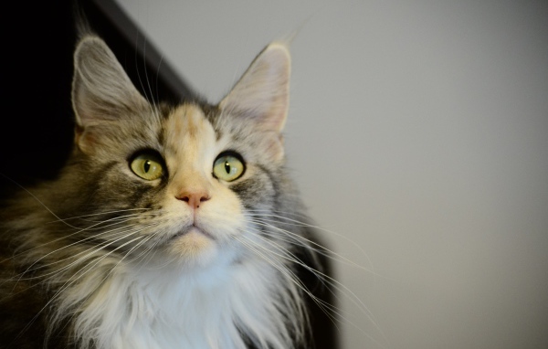 Молодой кот мейн-кун куда-то пристально смотрит