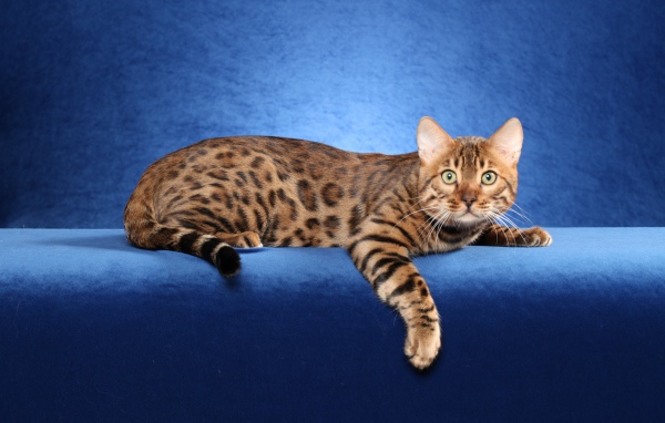Красивый бенгальский кот на синем фоне