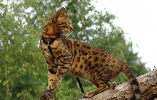 Красивый бенгальский кот на дереве