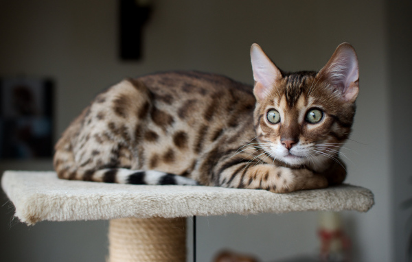 Красивый бенгальский кот кого-то увидел