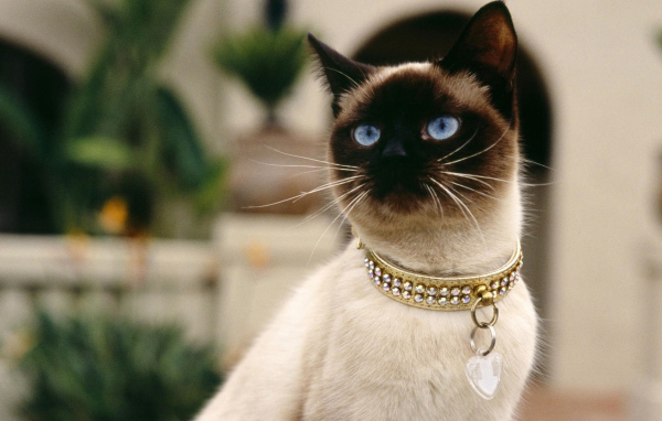 Красивый сиамский кот