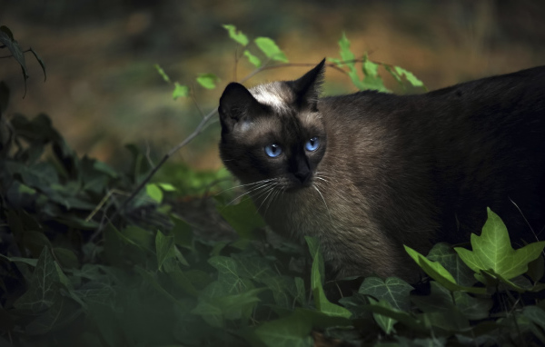 Красивый сиамский кот среди растений