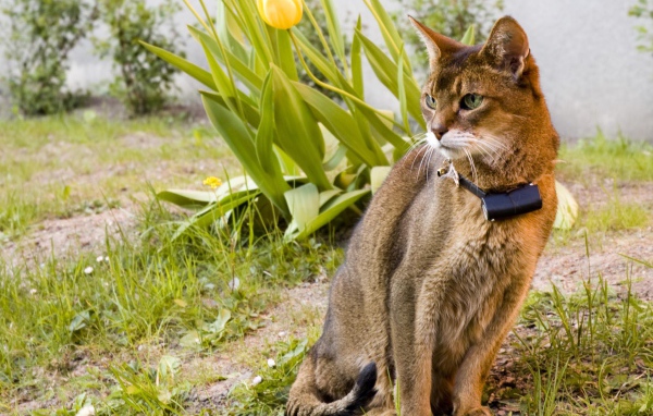 Красивая абиссинская кошка