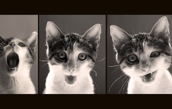 Красивый кот и его мимика