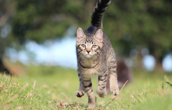 Красивый кот бежит к хозяину