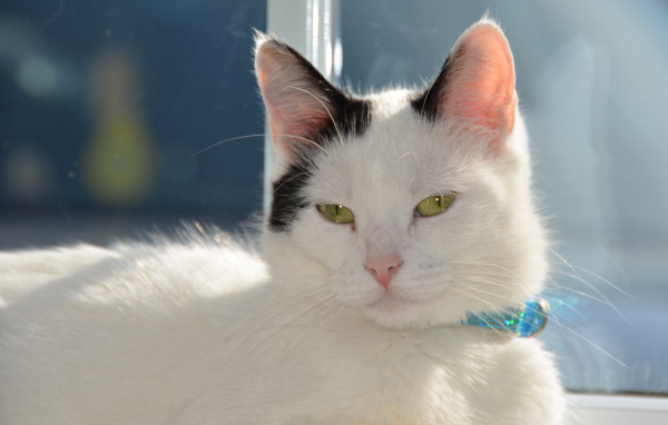Красивый кот с голубым ошейником