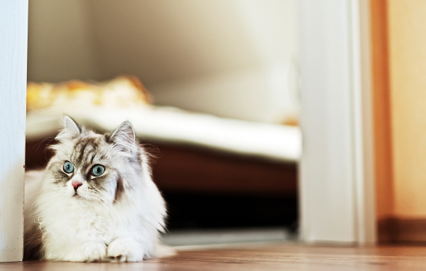 Пушистый красивый кот удивлённо смотрит