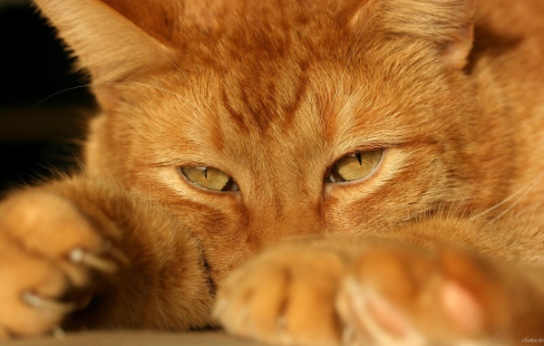 Рыжий красивый кот крупным планом