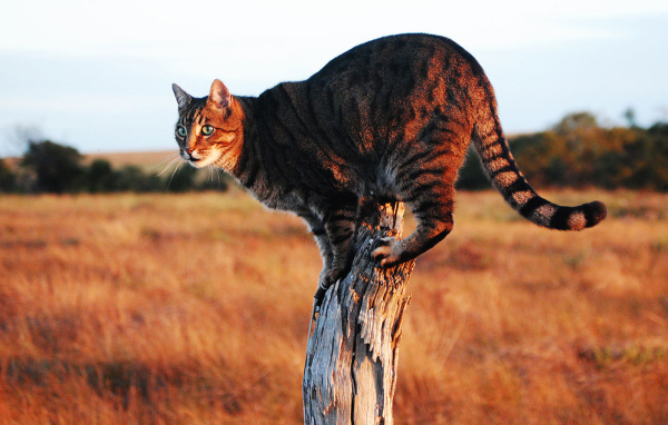 Красивый кот саванна
