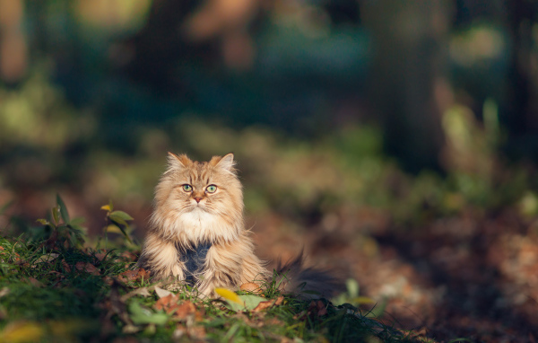 Красивый серьёзный кот в траве