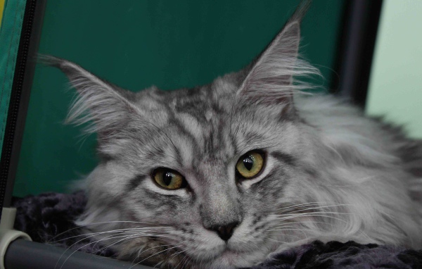 Серебристый красивый кот мейн-кун