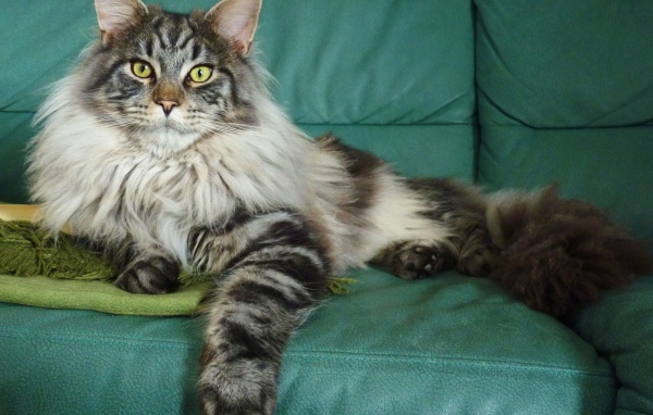 Серебристый красивый кот мейн-кун на диване