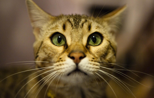 Бенгальский кот крупным планом