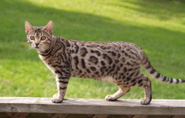Бенгальский кот на заборе