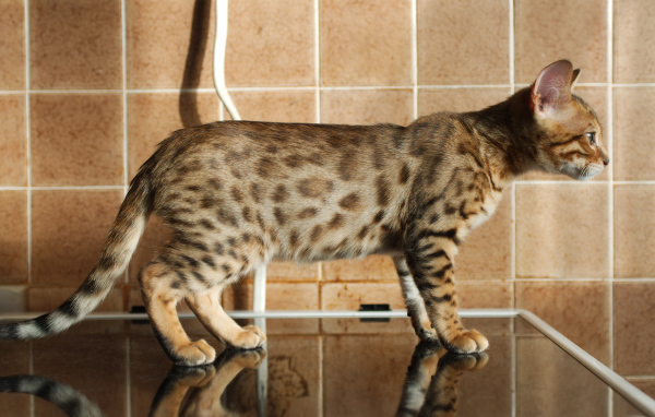 Бенгальский кот задумался