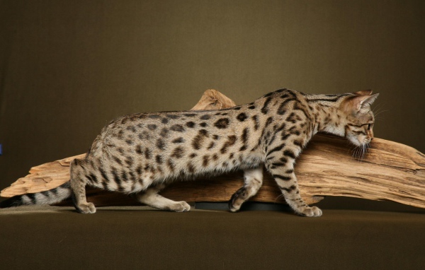 Бенгальский кот к чему-то крадётся
