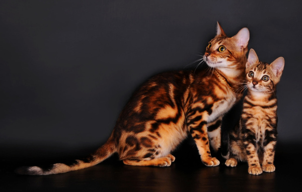 Бенгальские коты на сером фоне