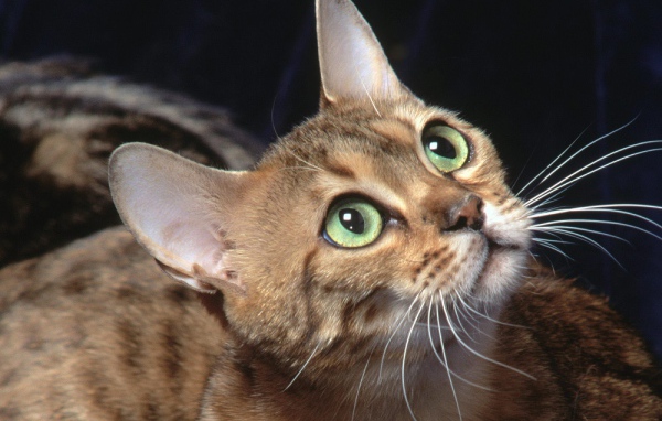 Бенгальский зеленоглазый кот что-то увидел