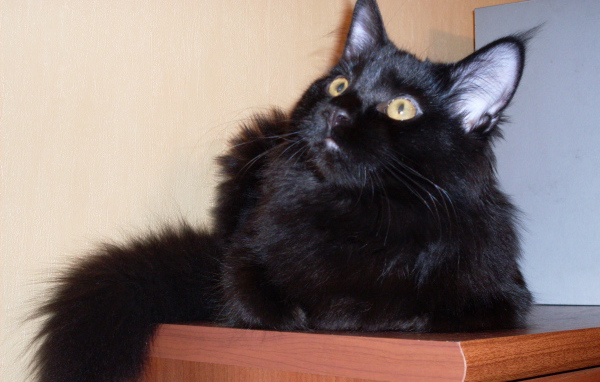 Чёрный кот мейн-кун кого-то увидел