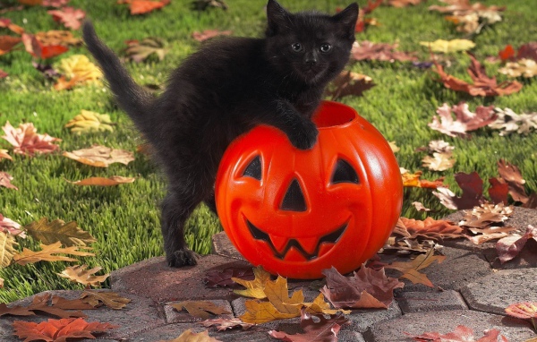 Чёрный кот празднует хэллоуин