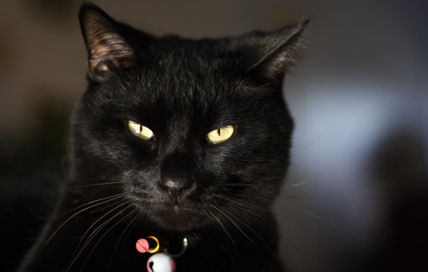 Чёрный кот чем-то недоволен