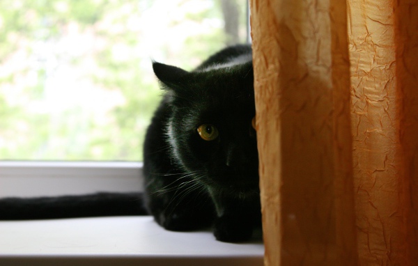 Чёрный кот думает, что его не видно