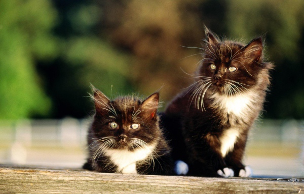 Чёрно-белые пушистые братья коты