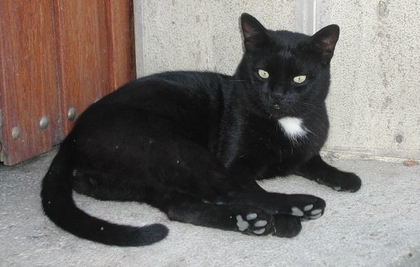 Черный кот в углу