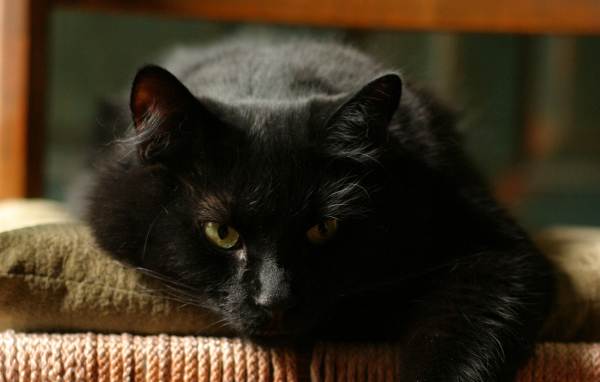 Чёрный кот отдыхает