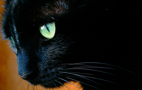 Чёрный кот с зелёными глазами крупным планом