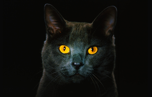 Чёрный кот с рыжими глазами