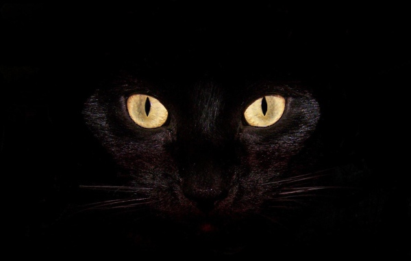 Чёрный кот с жёлтыми глазами на чёрном фоне
