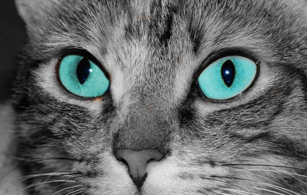 Голубоглазый кот