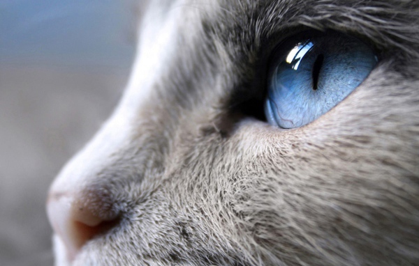 Синий кошачий глаз