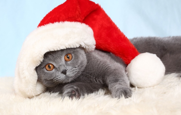 Британский кот в новогодней шапке