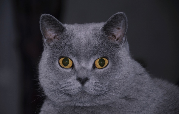 Британский кот смотрит в кадр