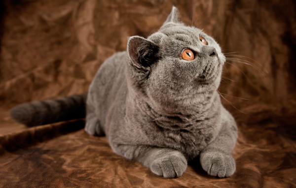 Британский кот засмотрелся