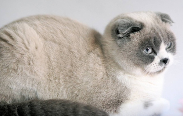 Спокойный шотландский вислоухий кот