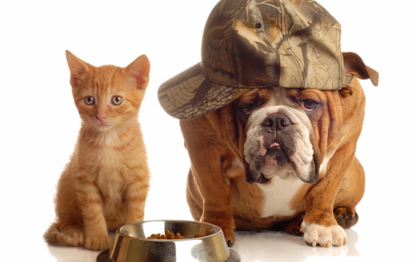 Кот и пёс делят еду