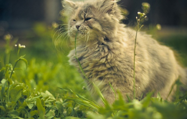 Кошка ест цветы
