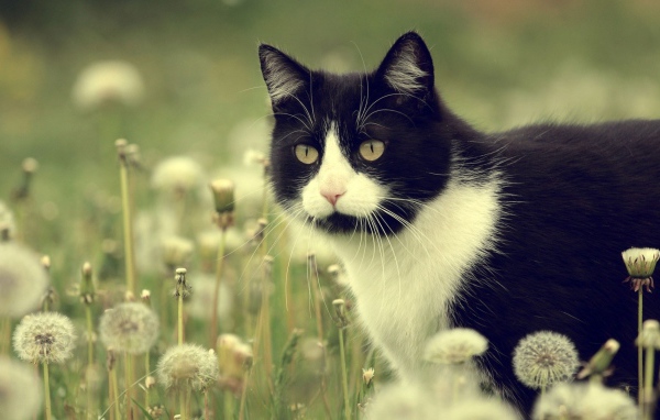 Кот в одуванчиках