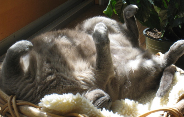 Кот на солнышке