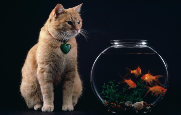 Кот смотрит на рыбок
