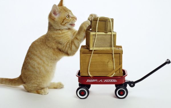 Кот везет посылки