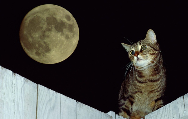 Кот на заборе под луной