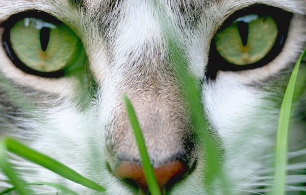 Кошачий пронзительный взгляд