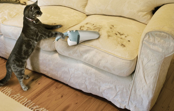 Кот пылесосит