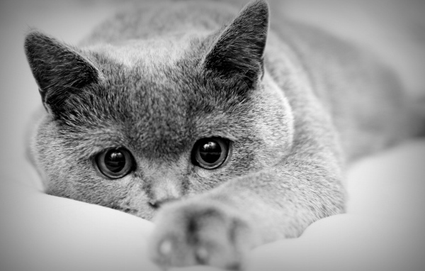 Кот с большими глазами