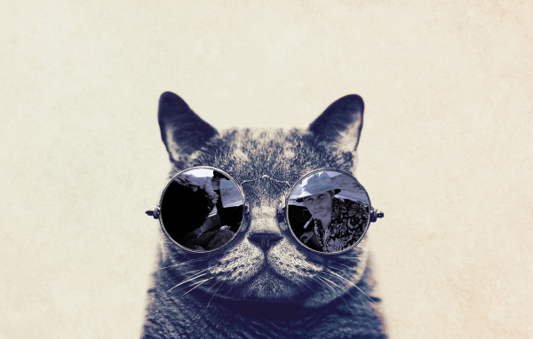 Кот в очках Страх в Вегасе