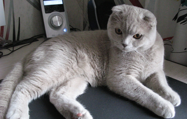 Милый серый шотландский вислоухий кот